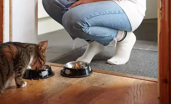 Search cat advice